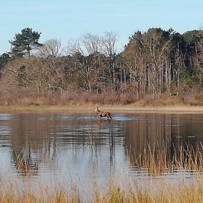 Chasse aux cerf dans l'étang de Langouarde 
